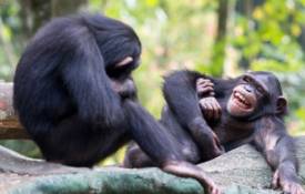 The Rise Of Spontaneous Socializing: A Look Into Monkey App