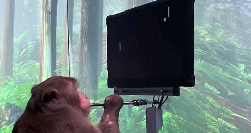 Behind The Screen: The People Powering Monkey App&#39;s Community