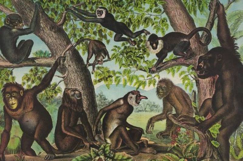 The Evolution Of Online Interaction: Monkey App&#39;s Impact