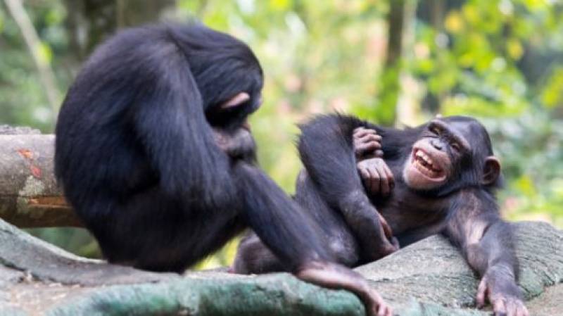 The Rise Of Spontaneous Socializing: A Look Into Monkey App